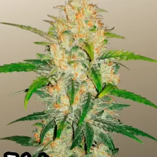 Z Auto (Zkittlez Auto)